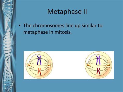 PPT - Meiosis – A Source of Distinction PowerPoint Presentation, free download - ID:2638990