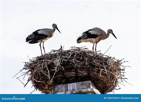 2 Ooievaars In Het Nest Op Het Dak Van Het Huis Stock Foto Image Of