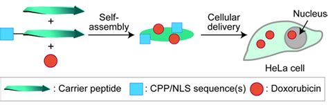 Schematic Illustration Of Intracellular Delivery Of Doxorubicin By