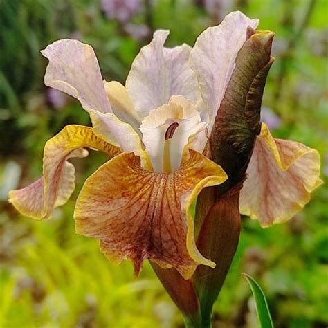 Iris Sibirica Colonel Mustard Siberian Iris With Bronze Copper