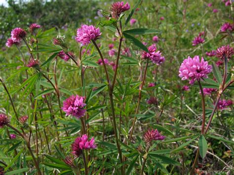 Trifolium lupinaster - Изображение особи - Плантариум