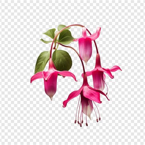 Flor Fucsia Png Aislado Sobre Fondo Transparente Archivo Psd Premium