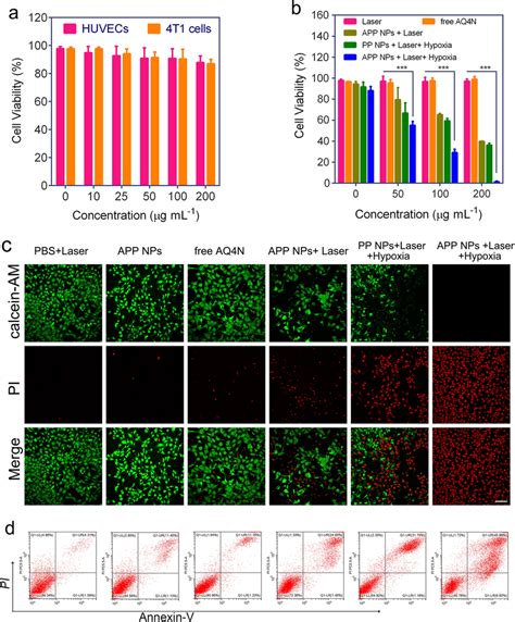 A Cell Viability Of HUVECs And 4T1 Cells Co Cultured With APP NPs For