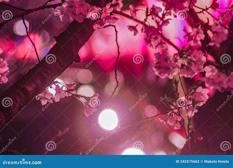 Meguro River Night Sakura (Nakameguro) Stock Photo - Image of blossoms ...