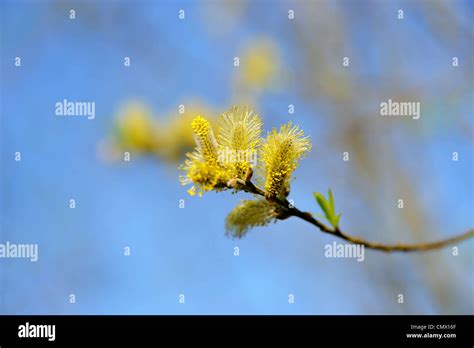 Spring Buds Pussy Willow Stock Photo Alamy