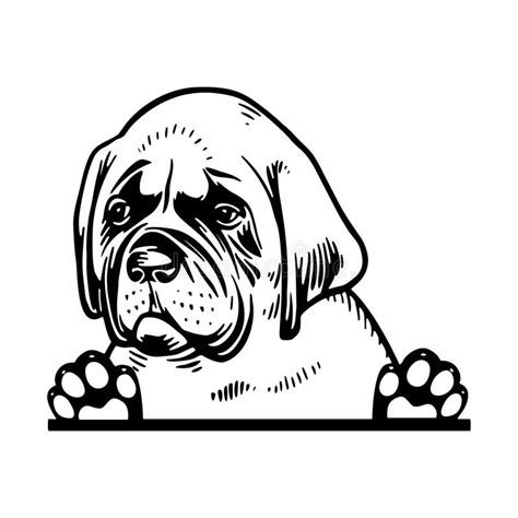 Peeking English Mastiff Dog Breed Puppy Breed Vector File Detailed