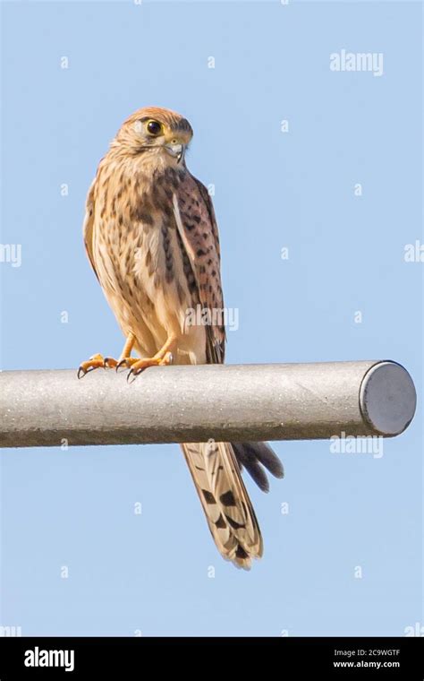 Common kestrel Falco tinnunculus Faucon crécerelle Stock Photo Alamy