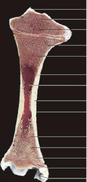 diagram  week  bone structure quizlet