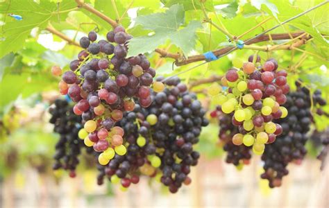 Seedless Grape Facts: How Does A Seedless Grape Reproduce | Gardening ...