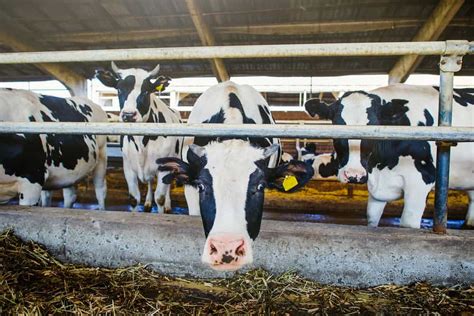 Oltre Bovini In Reclusione Il Regno Unito Affronta Il Dilemma