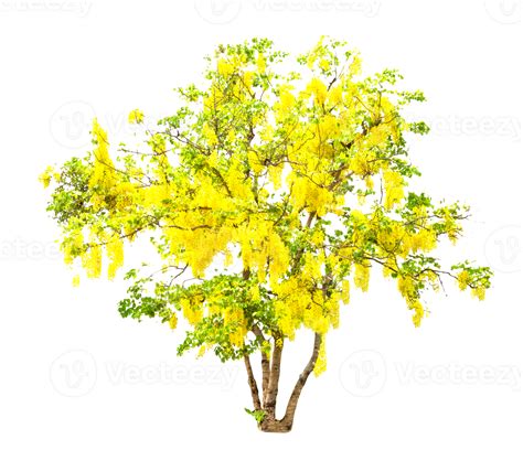 Golden Shower or Cassia Fistula isolated 23661481 PNG