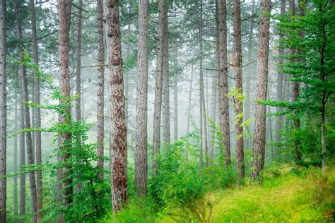 Beautiful Pine Tree Forest Stock Photo Image Of Italy 42856770