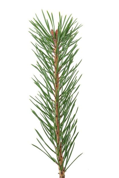 Premium Photo Green Natural Pine Branch Isolated On White Background