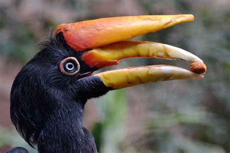 beautiful javan rhinoceros hornbill  chester zoo