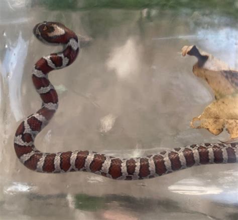 What is this snake? North central WV : r/whatsthissnake