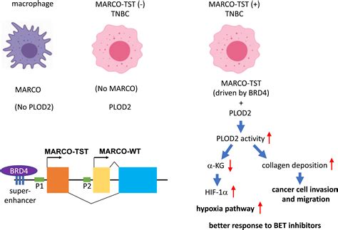 Super-enhanced MARCO variant drives triple-negative breast cancer