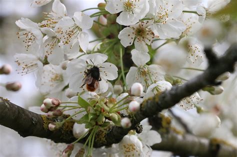 Natur Kirsche Blumen Kostenloses Foto Auf Pixabay Pixabay