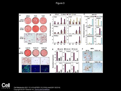 Tle Is A Dual Function Transcriptional Coregulator Of Adipogenesis