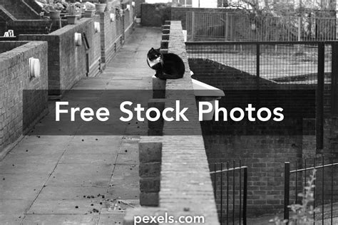 Sigma Cat Photos, Download The BEST Free Sigma Cat Stock Photos & HD Images