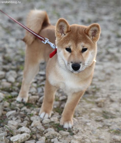 Сиба ину все окрасы (43 фото) - картинки sobakovod.club