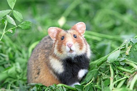 Hamster Gras Urne Was Alles Im Uber Liegen Bleibt Reisen Aktuell