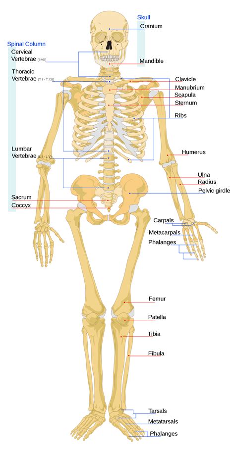 Human Skeleton Wikipedia