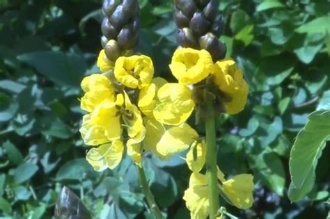 Frederik Meijer Gardens Plant Smells Like Popcorn Video