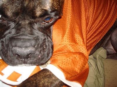 reverse brindle boxer   ut gear brindle boxer reverse