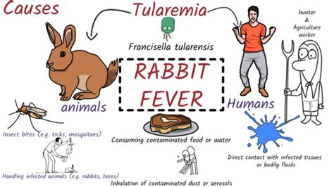 Tularemia (Rabbit Fever): Symptoms, Pathogenesis, Diagnosis, Treament ...