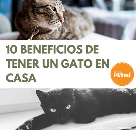 Beneficios De Tener Un Gato En Casa