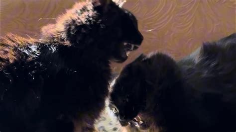 Махачь котів🥵#злікотики Бійка котів😤 - YouTube