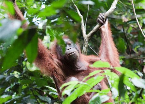 Visit Tabin Wildlife Reserve Borneo Tailor Made Trips Audley Travel Uk