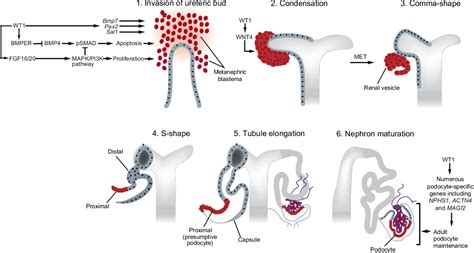 Figure 2 From Wilms Tumour 1 Wt1 In Development Homeostasis And