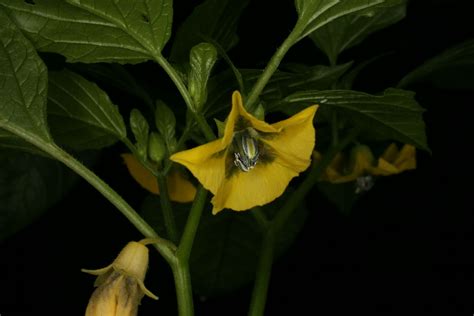 Physalis Ixocarpa Brot Ex Hornem Plants Of The World Online Kew