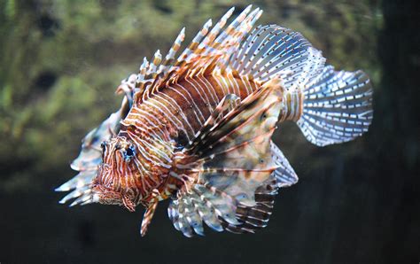 Red Lionfish Pterois Volitans Photographed At The Georgi Flickr