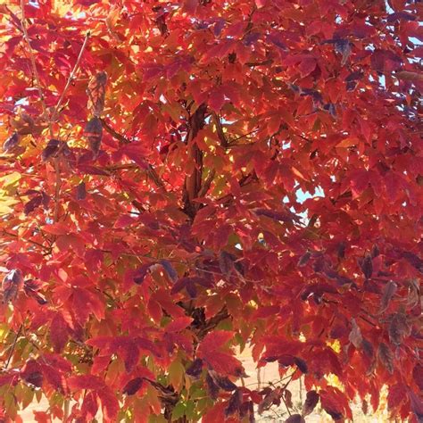 maple  flower acer triflorum  tree center