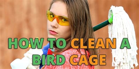 How To Clean A Bird Cage - Best Liners, Bedding, Seed Guards & Skirts