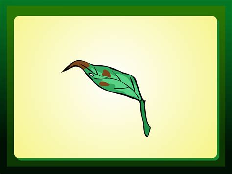 What Does It Mean When The Tips Of Houseplants Turn Brown at Miguel