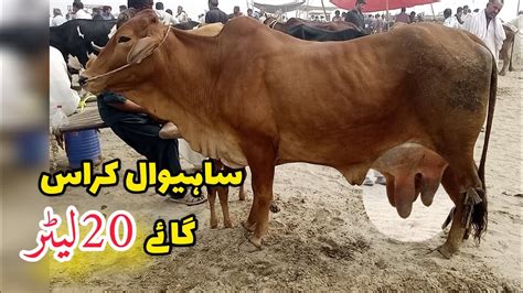 Sahiwal Cow In Pakistan Pregnant Sahiwal Cow Sahiwal Nsal Ki Gay Sahiwal Jarsey Cow Mandi