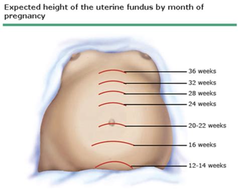 Obstetrics Flashcards Quizlet