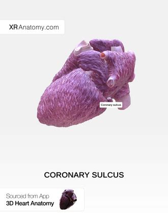 Coronary sulcus - Wikiwand