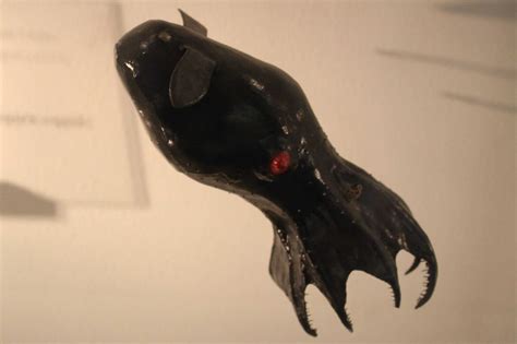 strangest creatures living deep   ocean   animals