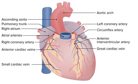 Coraz N Anatom A Concise Medical Knowledge