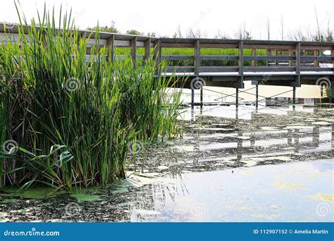 A Public Path Built Over A Marsh Stock Photo Image Of Rail Alberta