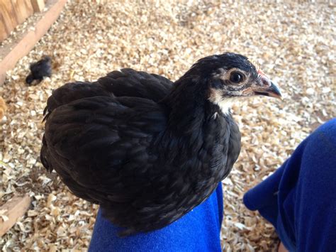 Black Copper Marans Time Progression Of Sexing Updated With Weeks 1 3 Pictures Page 10