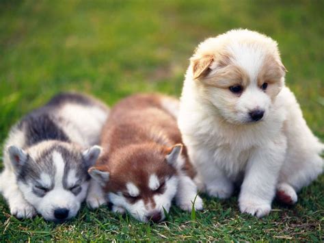 As 13 Raças Dos Filhotes De Cachorros Mais Fofos E Lindos🏺 Participe