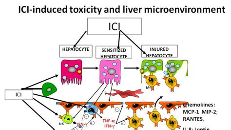 Understanding The Impact Of Immune Checkpoint Inhibitors On