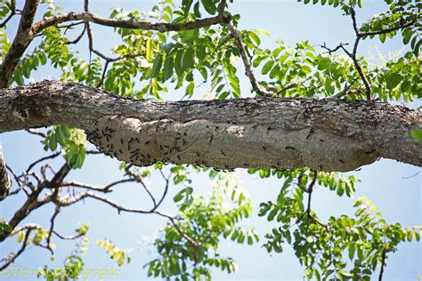 Hornets nest in tree photo WP33227