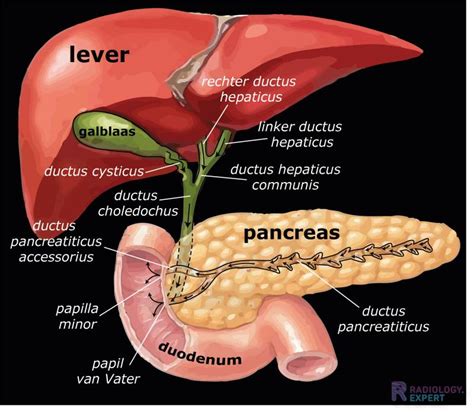 Ct Abdomen Algemeen