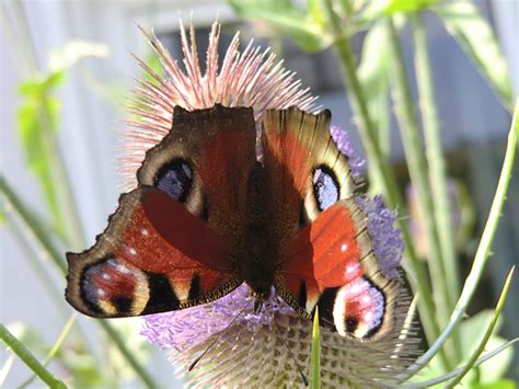 Natur Resilienz Training Iris Bein Schleswig Holstein